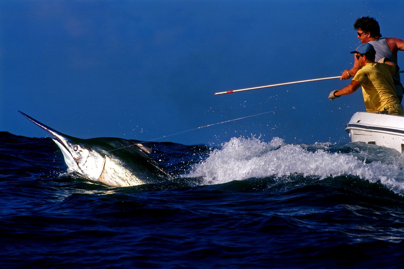 Anglers put scientific tag in black marlin estimated at 1100 pounds off Cairns Queensland Australia